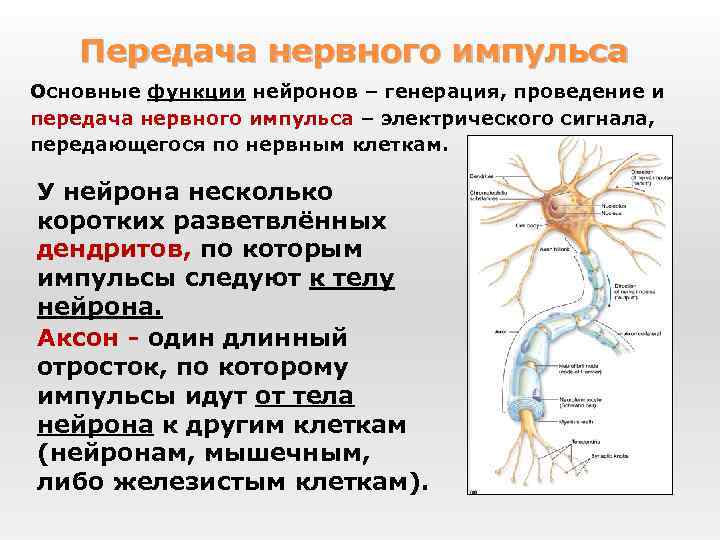 Передача нервного импульса Основные функции нейронов – генерация, проведение и передача нервного импульса –