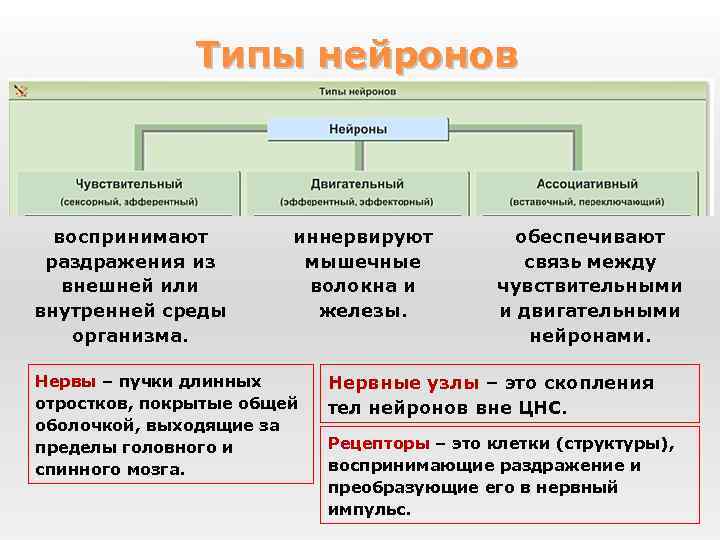 Типы нейронов воспринимают раздражения из внешней или внутренней среды организма. иннервируют мышечные волокна и