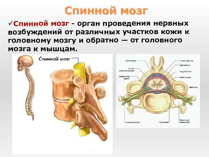 Спинной мозг üСпинной мозг - орган проведения нервных возбуждений от различных участков кожи к