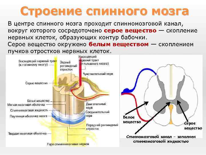 Строение спинного мозга В центре спинного мозга проходит спинномозговой канал, вокруг которого сосредоточено серое