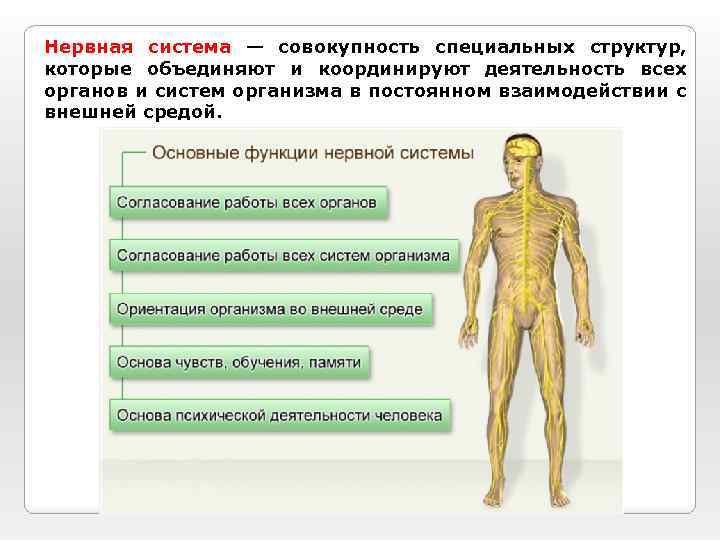 Нервная система — совокупность специальных структур, которые объединяют и координируют деятельность всех органов и