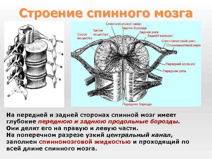 Строение спинного мозга На передней и задней сторонах спинной мозг имеет глубокие переднюю и