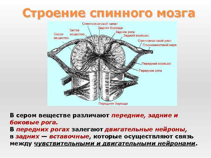 Строение спинного мозга В сером веществе различают передние, задние и боковые рога. В передних