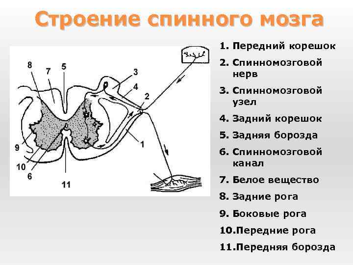 Строение спинного мозга рисунок из учебника