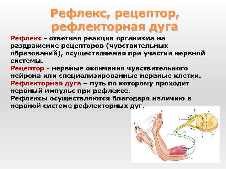 Рефлекс, рецептор, рефлекторная дуга Рефлекс - ответная реакция организма на раздражение рецепторов (чувствительных образований),