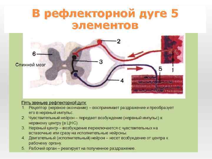 Общая схема строения нервной системы человека