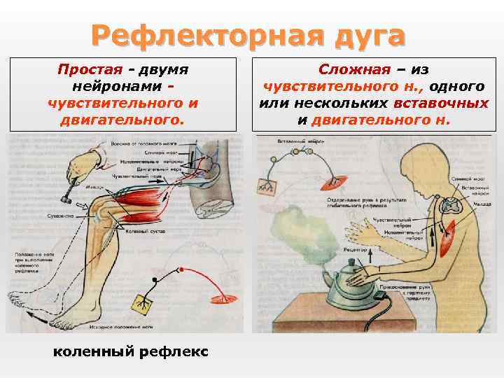 Рефлекторная дуга Простая - двумя нейронами - чувствительного и двигательного. коленный рефлекс Сложная –
