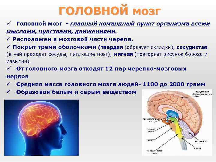 ГОЛОВНОЙ мозг ü Головной мозг - главный командный пункт организма всеми мыслями, чувствами, движениями.