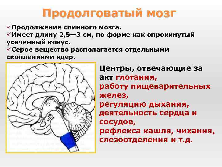 Продолговатый мозг üПродолжение спинного мозга. üИмеет длину 2, 5— 3 см, по форме как