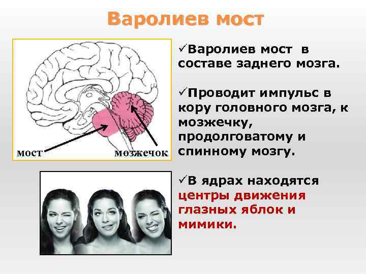 Варолиев мост üВаролиев мост в составе заднего мозга. мост üПроводит импульс в кору головного