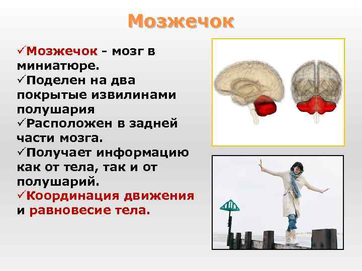 Мозжечок üМозжечок - мозг в миниатюре. üПоделен на два покрытые извилинами полушария üРасположен в