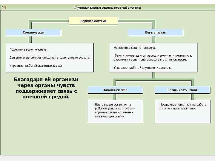Благодаря ей организм через органы чувств поддерживает связь с внешней средой. 