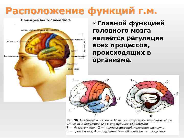 Расположение функций г. м. üГлавной функцией головного мозга является регуляция всех процессов, происходящих в