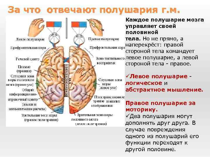 За что отвечают полушария г. м. Каждое полушарие мозга управляет своей половиной тела. Но
