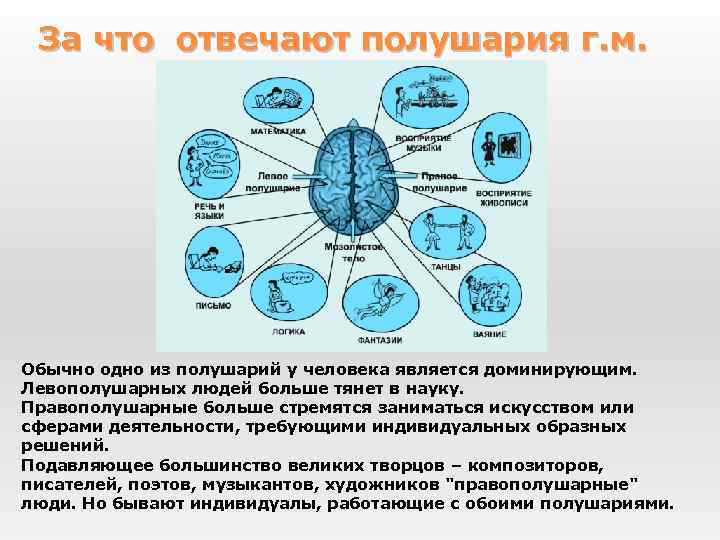За что отвечают полушария г. м. Обычно одно из полушарий у человека является доминирующим.