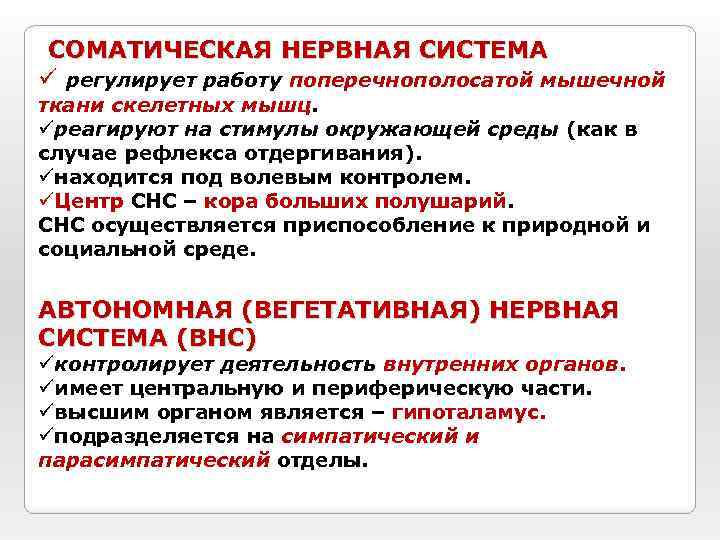  СОМАТИЧЕСКАЯ НЕРВНАЯ СИСТЕМА ü регулирует работу поперечнополосатой мышечной ткани скелетных мышц. üреагируют на