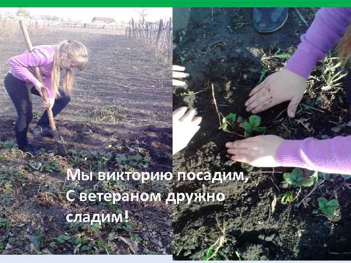 Мы викторию посадим, С ветераном дружно сладим! 