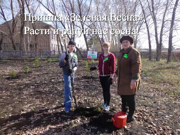 Пришла «Зеленая Весна» , Расти и радуй нас сосна! 