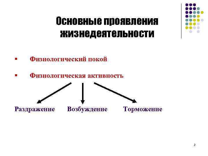 Основные проявления жизнедеятельности § Физиологический покой § Физиологическая активность Раздражение Возбуждение Торможение 2 
