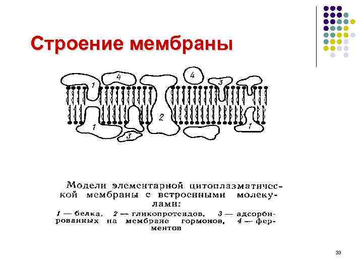 Строение мембраны Строение 33 