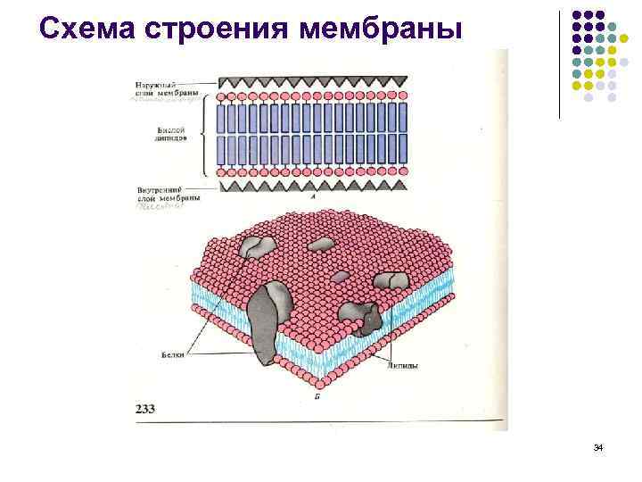 Схема строения мембраны 34 