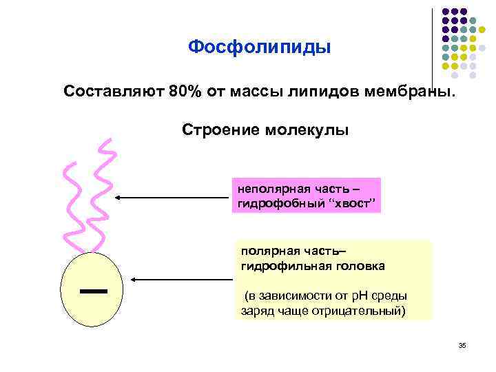 Фосфолипиды Составляют 80% от массы липидов мембраны. Строение молекулы неполярная часть – гидрофобный “хвост”