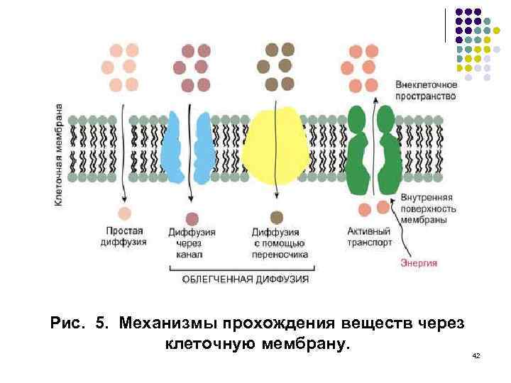 Рис. 5. Механизмы прохождения веществ через клеточную мембрану. 42 