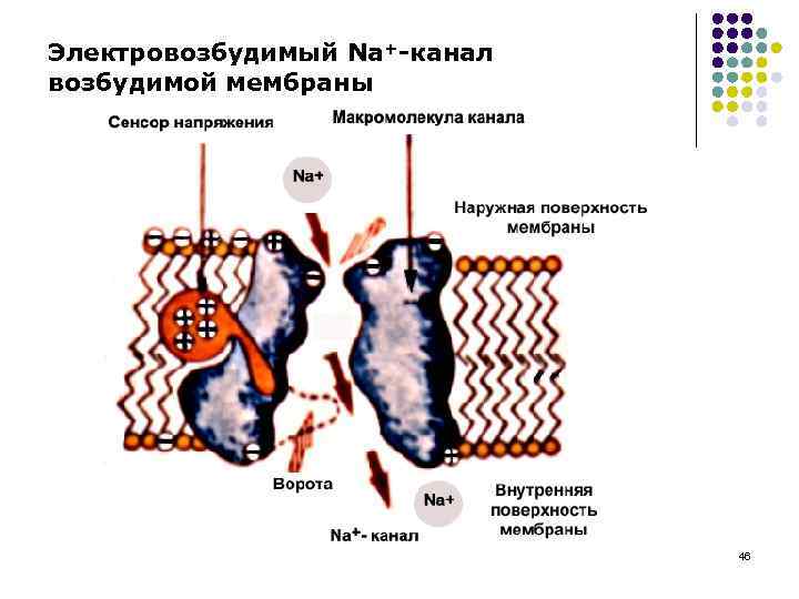 Электровозбудимый Na+-канал возбудимой мембраны 46 