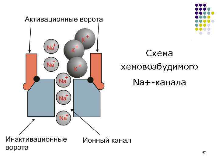 Схема хемовозбудимого Na+-канала 47 