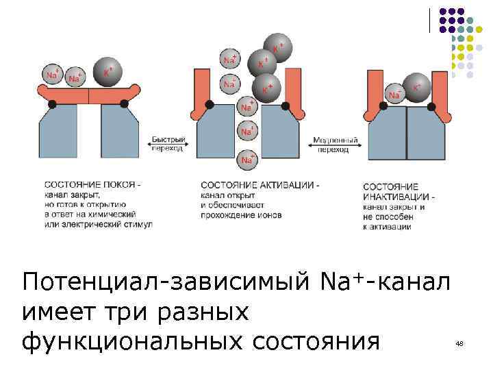 Потенциал-зависимый Na+-канал имеет три разных функциональных состояния 48 