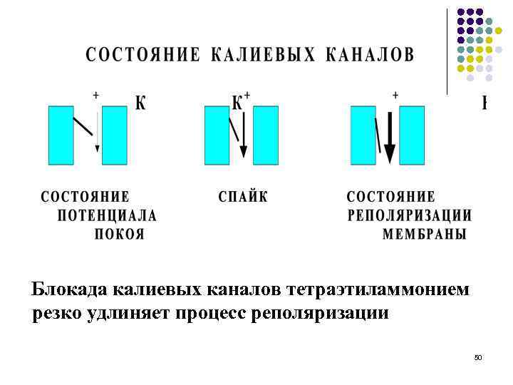 Блокада калиевых каналов тетраэтиламмонием резко удлиняет процесс реполяризации 50 