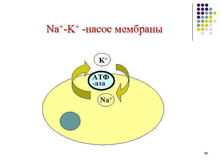Na+-K+ -насос мембраны K+ АТФ -аза Na+ 53 
