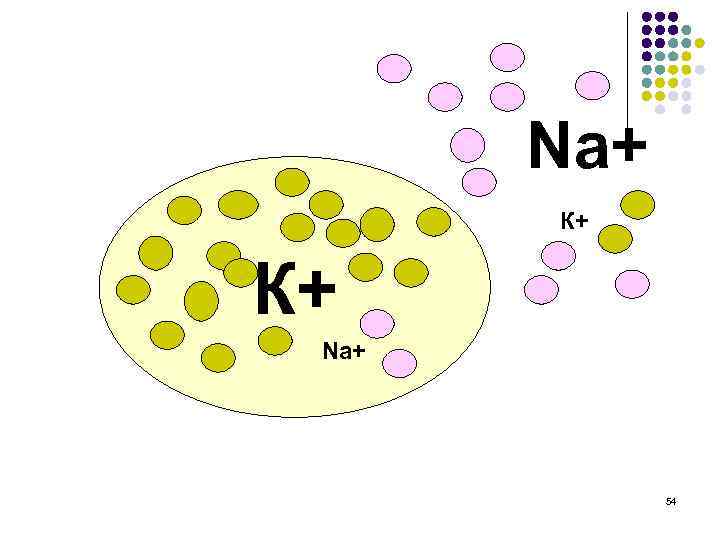 Na+ К+ К+ Na+ 54 
