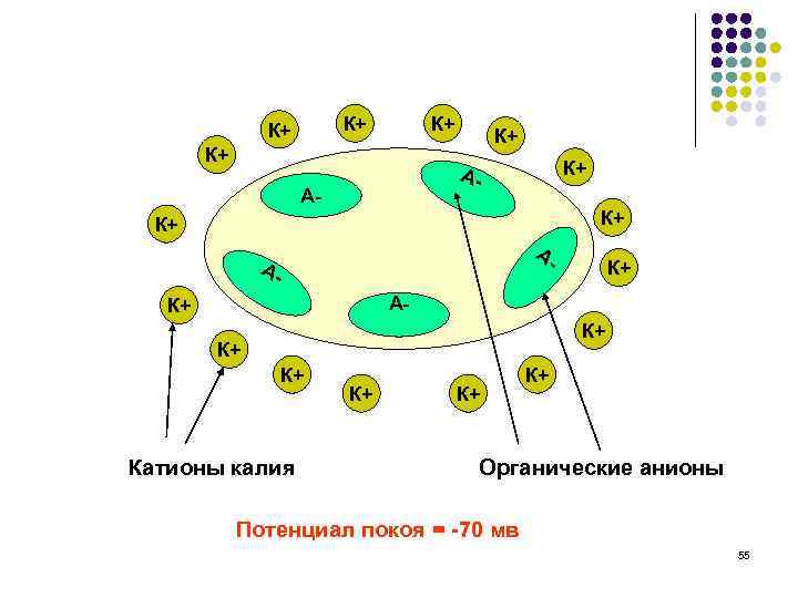 К+ К+ К+ А- А- К+ К+ Катионы калия Органические анионы Потенциал покоя =