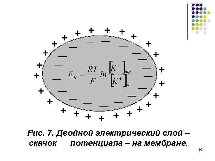 Рис. 7. Двойной электрический слой – скачок потенциала – на мембране. 56 