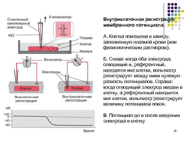 Внутриклеточная регистрация мембранного потенциала. А. Клетка помещена в камеру, заполненную плазмой крови (или физиологическим