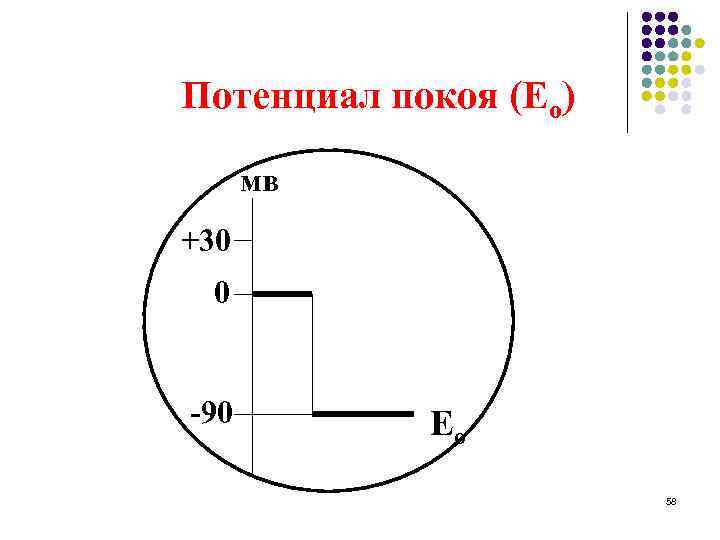 Потенциал покоя (Ео) мв +30 0 -90 Ео 58 