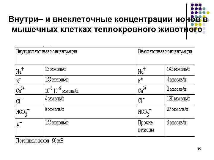  Внутри– и внеклеточные концентрации ионов в мышечных клетках теплокровного животного 59 
