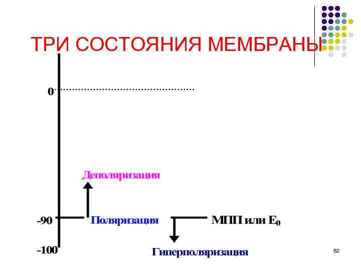 ТРИ СОСТОЯНИЯ МЕМБРАНЫ 62 