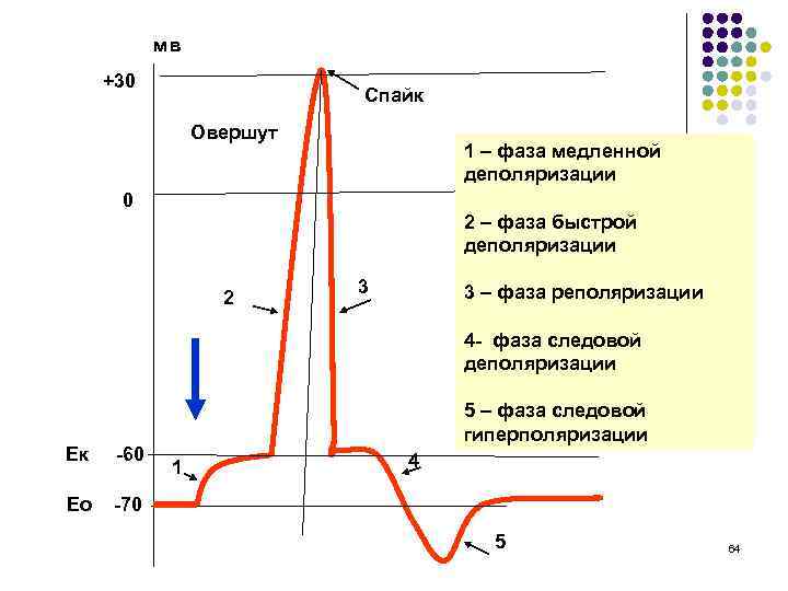 Фаза рисунок характеристика