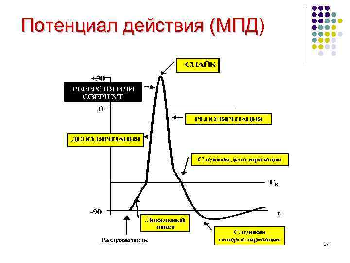 Потенциал действия (МПД) Потенциал действия (МПД 67 
