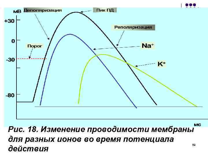 Рис. 18. Изменение проводимости мембраны для разных ионов во время потенциала действия 69 