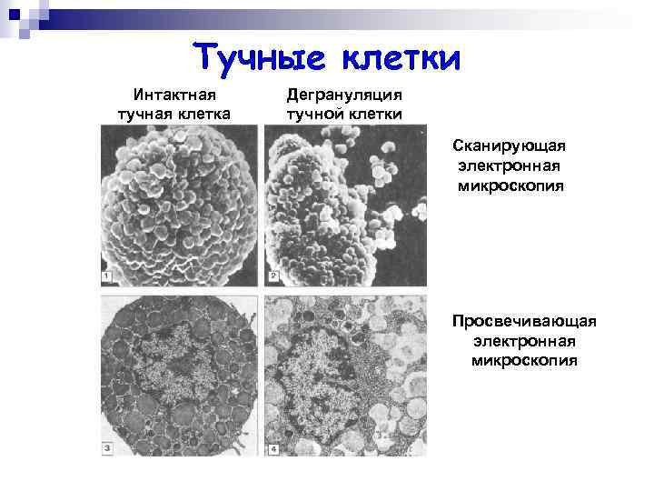 Презентация тучные клетки