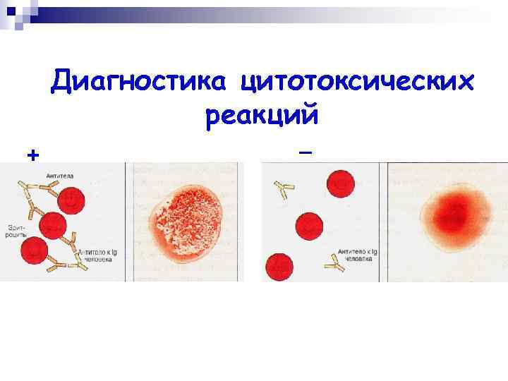 Диагностика цитотоксических реакций + – 