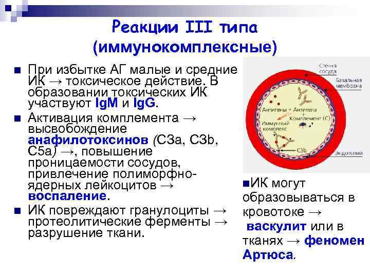 Реакции III типа (иммунокомплексные) n n n При избытке АГ малые и средние ИК