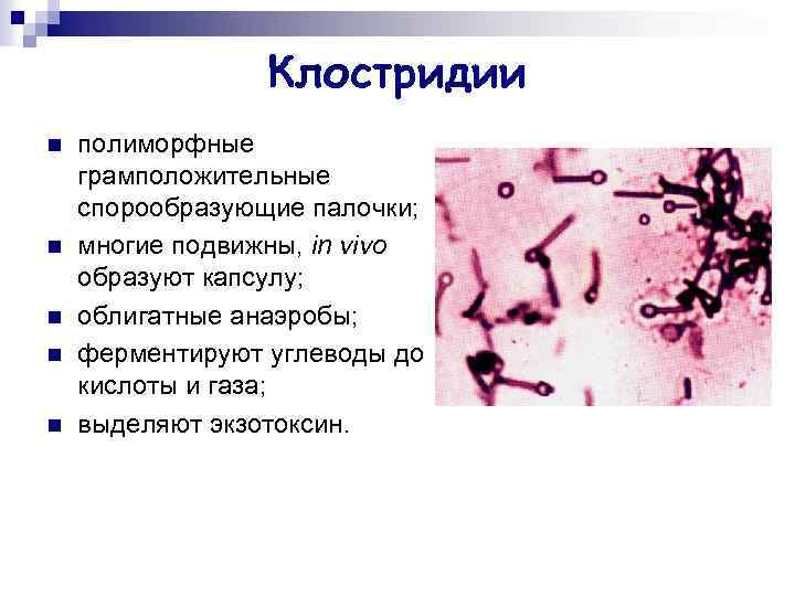 Клостридии n n n полиморфные грамположительные спорообразующие палочки; многие подвижны, in vivo образуют капсулу;