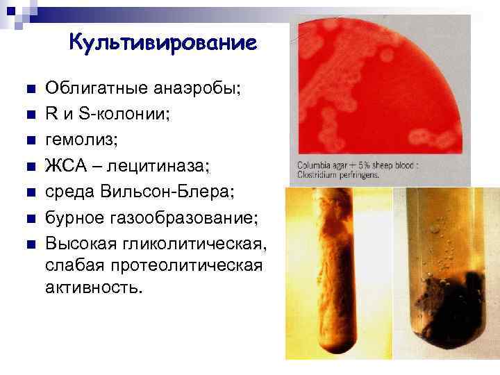 Культивирование n n n n Облигатные анаэробы; R и S-колонии; гемолиз; ЖСА – лецитиназа;