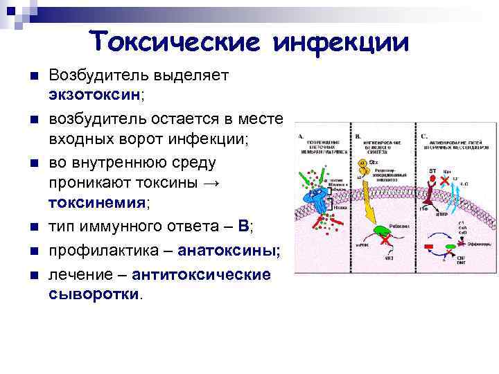 Токсические инфекции n n n Возбудитель выделяет экзотоксин; возбудитель остается в месте входных ворот