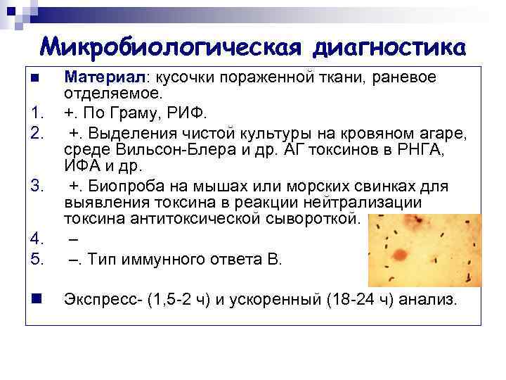 Микробиологическая диагностика 4. 5. Материал: кусочки пораженной ткани, раневое отделяемое. +. По Граму, РИФ.