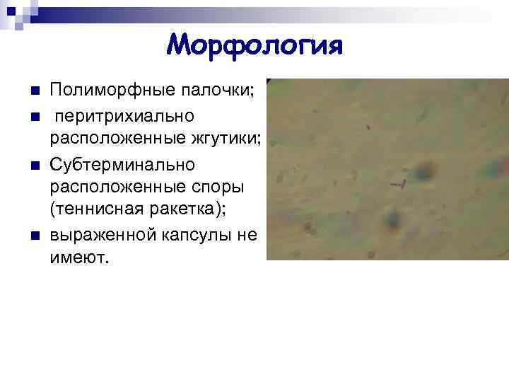 Морфология n n Полиморфные палочки; перитрихиально расположенные жгутики; Субтерминально расположенные споры (теннисная ракетка); выраженной